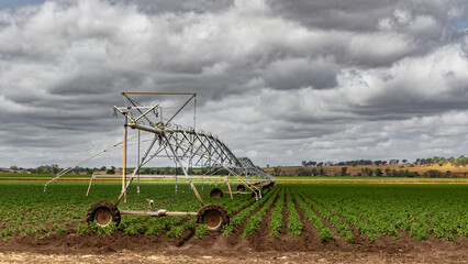A sprinkler system on a farm with a crop of Beans growing, in Warwick, Southern Downs, Queensland,...