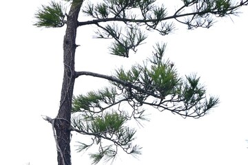 Japanese black pine tree. A tree endemic to Japan that is used as a windbreak or tidebreak, as a front porch tree, and for japanese style garden tree and 
bonsai.