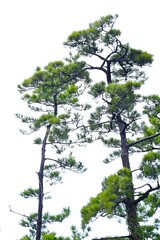 Japanese black pine tree. A tree endemic to Japan that is used as a windbreak or tidebreak, as a front porch tree, and for japanese style garden tree and 
bonsai.