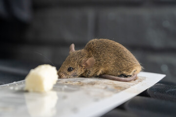 The mouse got caught in a super glue trap. A little mouse is caught in a glue trap and is trying to...