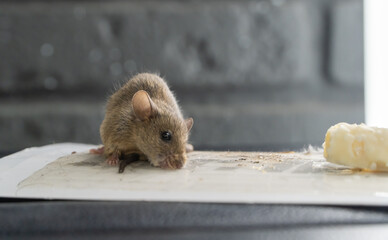 The mouse got caught in a super glue trap. A little mouse is caught in a glue trap and is trying to...