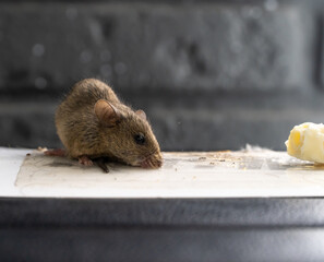 The mouse got caught in a super glue trap. A little mouse is caught in a glue trap and is trying to...