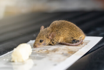 The mouse got caught in a super glue trap. A little mouse is caught in a glue trap and is trying to...