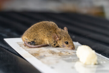 The mouse got caught in a super glue trap. A little mouse is caught in a glue trap and is trying to...