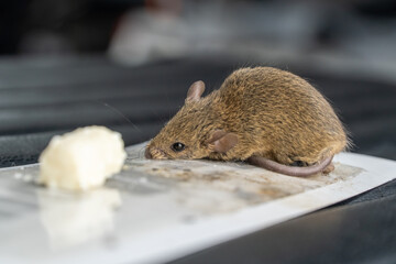 The mouse got caught in a super glue trap. A little mouse is caught in a glue trap and is trying to...