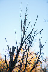 tree branch with dry leaves on a blue sky background, spring season