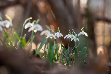 Przebiśniegi w lesie, wiosenne tło, marzec 2025.