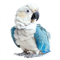 Fototapeta premium Beautiful white and blue parrot with intricate feathers, showcasing vibrant colors and unique features