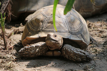 African Sulcata Tortoise Natural Habitat,Close up African spurred tortoise resting, cute animal