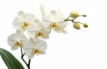 Elegant white orchid flower branch against plain background. Blossom phalaenopsis close up shows exquisite petal detail. Floral theme, pristine nature, botanical elegance, refined modern bloom.