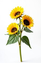 Fototapeta premium Three vibrant yellow sunflowers with green leaves in fresh summer bouquet isolated on white background. Decorative element of new growth, stem, small details for seasonal design.