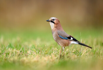 Eurasian jay bird ( Garrulus glandarius )