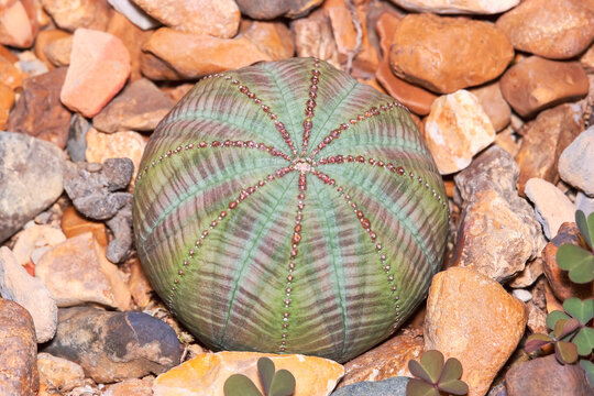 Euphorbiaceae Euphorbia obesa Succulent potted plants