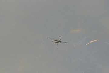 Water skaters swim and rest on the surface of the water
