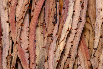 Dry aloe vera plant close up view colorful.