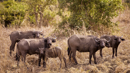 Fototapeta premium buffalo