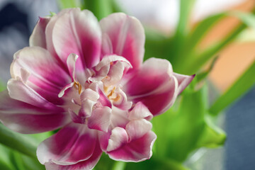 pink and white tulipst, nacka,mats,stockholm,sweden,sverige