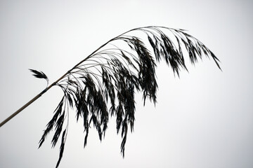 palm tree silhouettet, nacka,mats,stockholm,sweden,sverige