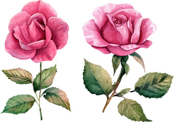 Fototapeta premium pink rose on white background