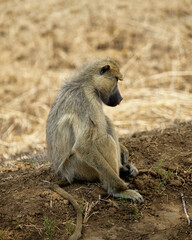 baboon