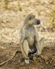 baboon sitting on the ground