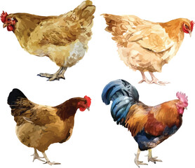Farmyard Chickens and Rooster – Realistic Watercolor Illustration