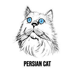 Persian Cat vector illustration of a cat