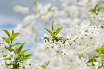 Spring background with white blossoms and sunbeamson Branches of blossoming cherry macro with soft focus background. Easter and spring greeting cards. Springtime