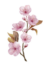 Watercolor vintage botanical illustration of cherry blossom flower or sakura flower. Sakura flower painting with stem and leaves.