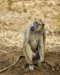 baboon