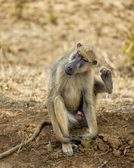 baboon