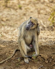 baboon