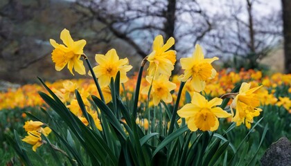 Fototapeta premium Bright yellow daffodils bloom in a lush spring meadow, creating a vibrant floral landscape. Fresh green leaves and a blurred background of trees enhance this natural, seasonal beauty. 