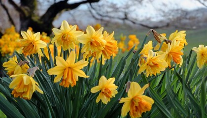 Obraz premium Bright yellow daffodils bloom in a lush spring meadow, creating a vibrant floral landscape. Fresh green leaves and a blurred background of trees enhance this natural, seasonal beauty. 
