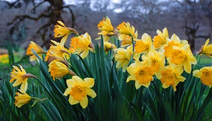 Obraz premium Bright yellow daffodils bloom in a lush spring meadow, creating a vibrant floral landscape. Fresh green leaves and a blurred background of trees enhance this natural, seasonal beauty. 