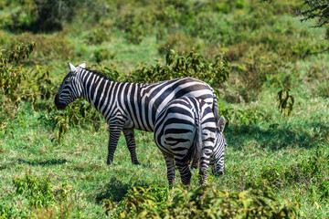 A herd of Plains zebra -Equus quagga- grazing in Lake Nakamuru national park in Kenya