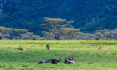 Telephoto of two Common Elands -Taurotragus oryx- with birds picking their skin and two buffalos in...