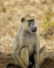 baboon