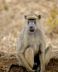 baboon