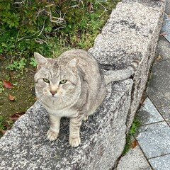 cat on a stone:A cat's day in the park