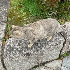 A cat's day in the park:cat on stone