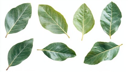 Fototapeta premium Nine Green Leaves Against White Background