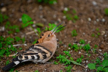 High resolution image of a close up single isolated Upupa bird in the wild- Israel