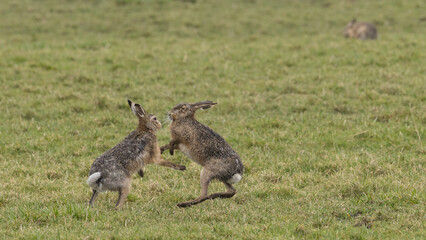 A boxing match between two hares and chasing each other.