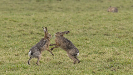 A boxing match between two hares and chasing each other.