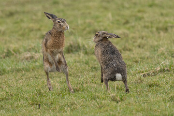 A boxing match between two hares and chasing each other.