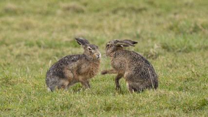 A boxing match between two hares and chasing each other.
