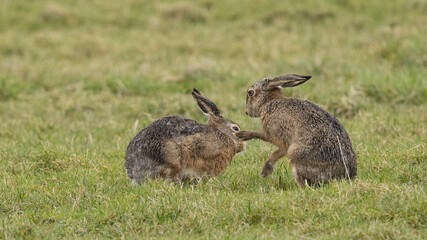 A boxing match between two hares and chasing each other.