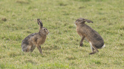 A boxing match between two hares and chasing each other.