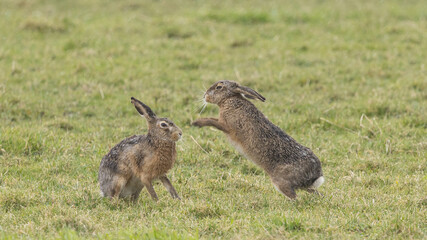 A boxing match between two hares and chasing each other.